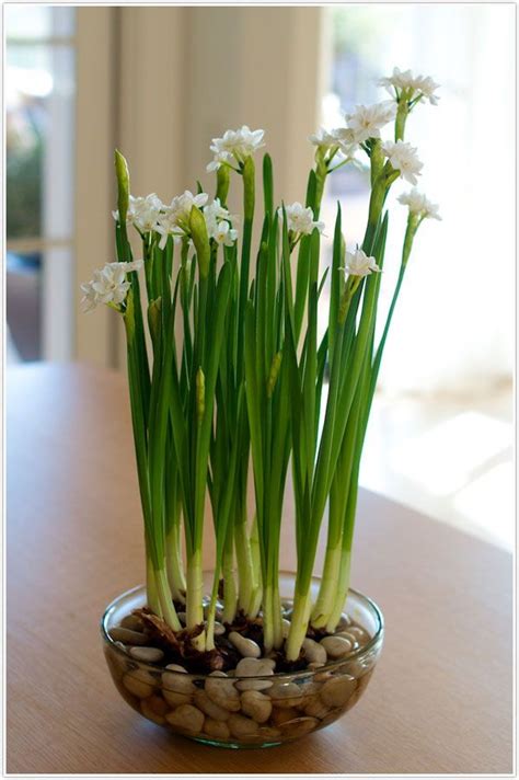 How To Care For Potted Paperwhites at Inez Bennett blog
