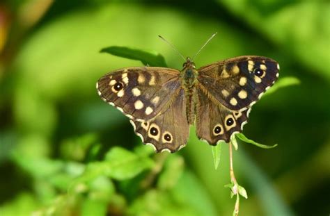 Bont Zandoogje Vlinders Insecten Fauna Gerheserheide