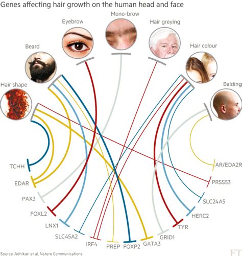 Hair Color Chart Genetics