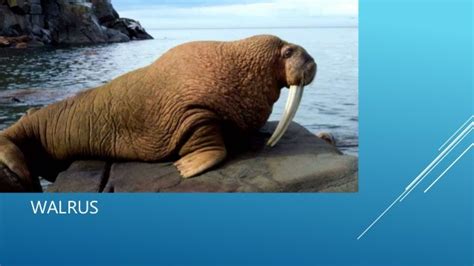 Polar bear vs walrus fight- who going to win?