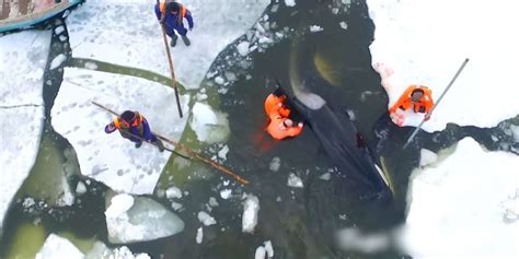 People Jump Onto Sheets Of Ice To Save Trapped Orcas - The Dodo