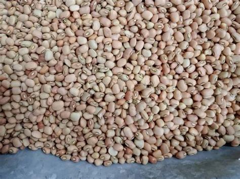 loba  kg  rs kg  salem id