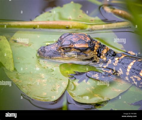 Baby Alligator Hi Res Stock Photography And Images Alamy