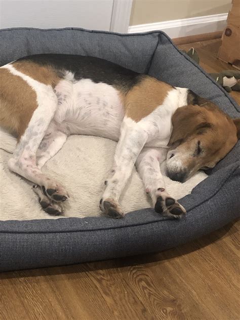 Chronic skin problems | Our Beagle World Forums