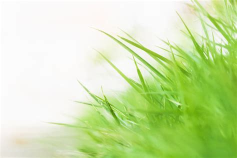 grass  background images browse  stock  vectors