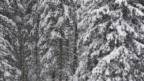 Fotos Gratis Rbol Bosque Rama Nieve Invierno En Blanco Y Negro