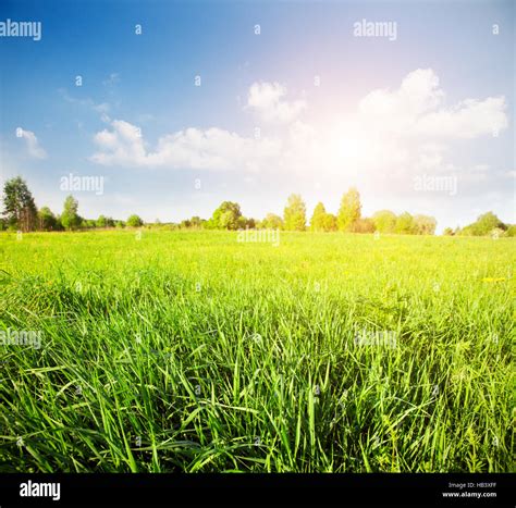 beautiful green field sunset  res stock photography  images alamy