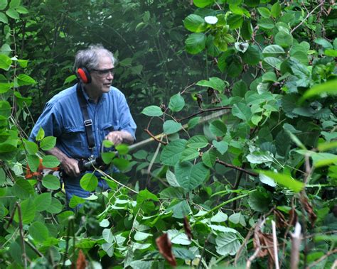 Giant knotweed keeps coming up | Invasive Plant Guide