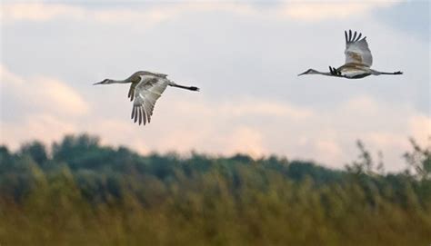 Tips for Filming Wildlife With Sony Alpha Cameras | Fstoppers