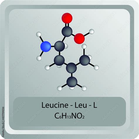 Leucine Leu L Amino Acid Chemical Structure Molecular Formula