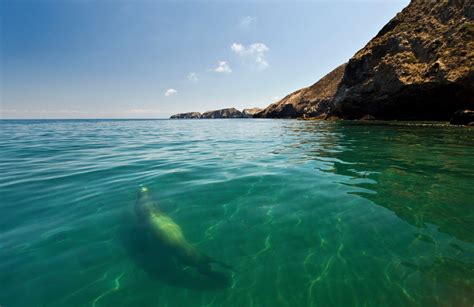 Channel Islands National Park Animals