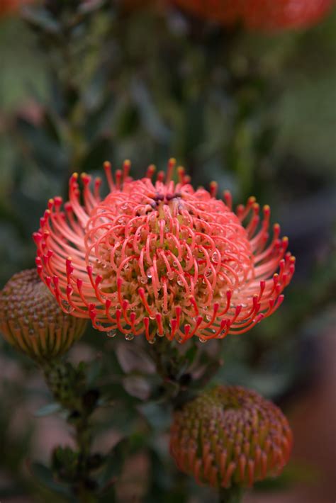 cordifolium leucospermum cordifolium leucospermum cordifolium