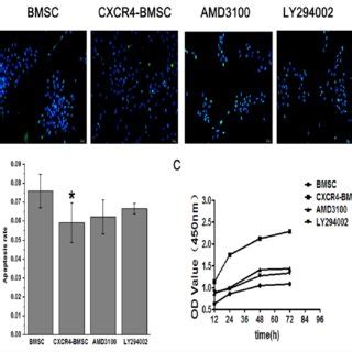 Effects On Apoptosis And Proliferation Of Bmscs Induced By Cxcr In