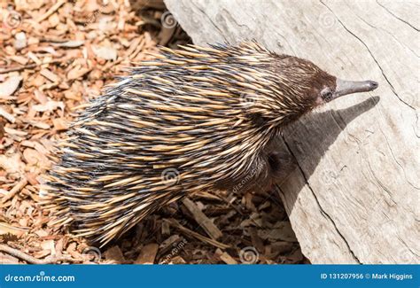 Echidna An Unique Animal Only Found In Australia Stock Photo - Image of ...