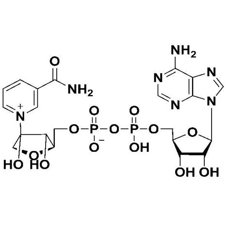 Nad Nicotinamide Adenine Dinucleotide Coenzyme