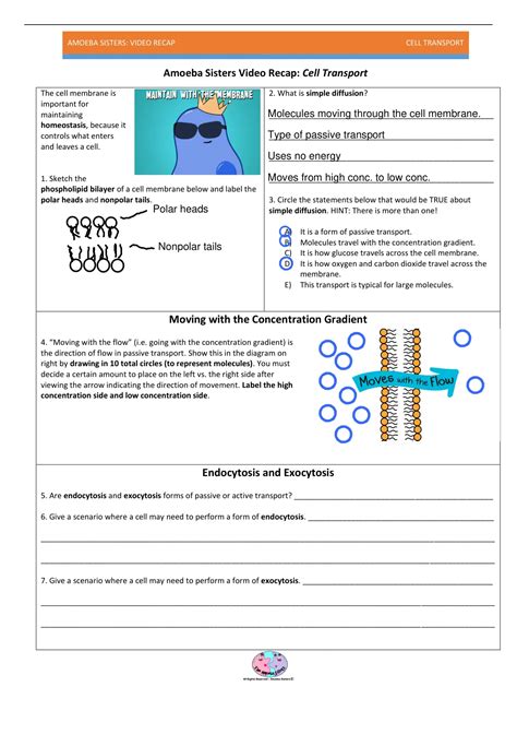 Amoeba Sisters Cell Transport Worksheet With Answers Exercises Worksheets Library