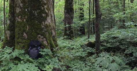 Ecology Of Appalachia Old Growth Forests Of The Smokies