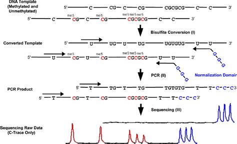 Dna Methylation Profiling Creative Bioarray