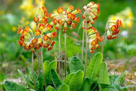 Ultimate Guide to Cowslip Flowers (Primula veris) - Petal Republic