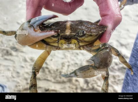 Crab Man Hi Res Stock Photography And Images Alamy