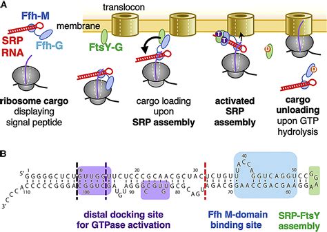 The Biogenesis Of Srp Rna Is Modulated By An Rna Folding Intermediate