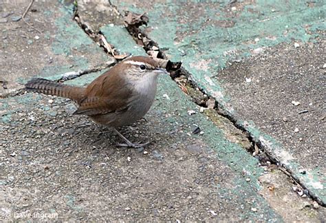 Bewick's Wrens at the Feeder