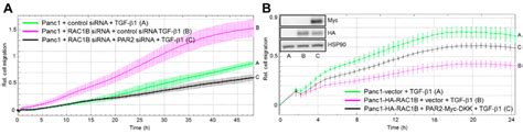 Effect Of Par2 Depletion Or Ectopic Overexpression On Tgf β Regulated