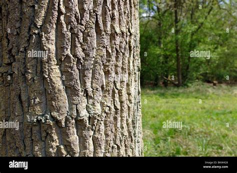 English oak bark hi-res stock photography and images - Alamy