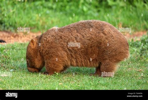 Wombat in Australia Stock Photo - Alamy