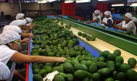 Agroexportaciones Crecieron En El Primer Cuatrimestre Alerta Económica