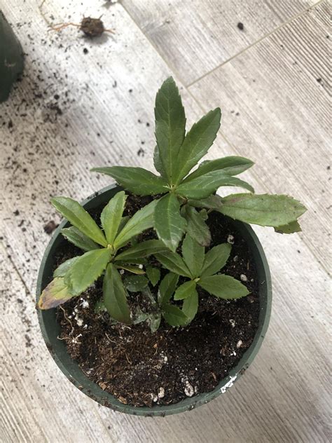 Lol why buy house plants when I can find these beauties in my own yard