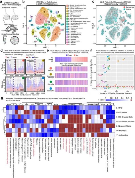 Snrna Seq Analysis Of The Transcriptomic Perturbation Signature Of Download Scientific Diagram