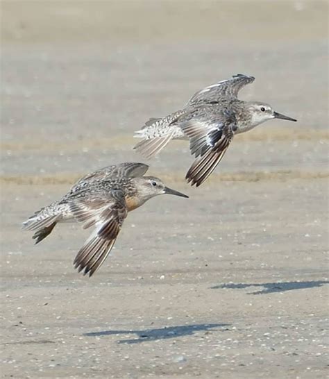 Shorebird Migration Is Upon Us Caribbean Birding Trail