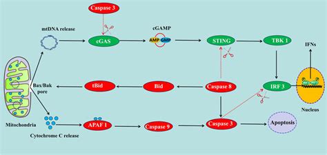 Apoptosis Can Feed Back To Regulate The Cgas Sting Pathway