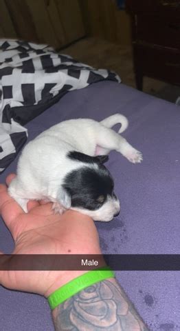 Border Collie Heeler Pups Nex Tech Classifieds