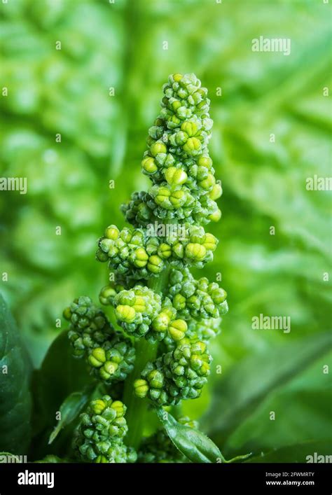 Spinach Plant Flowering