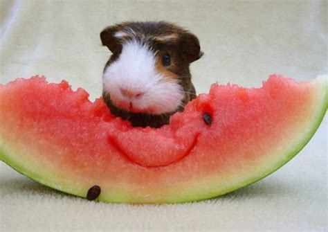 14 Pictures Of The Cutest Guinea Pigs In This World Booboo Reckon Talk