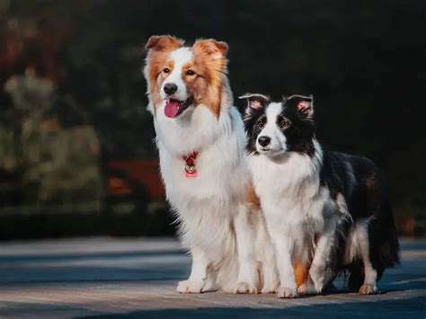 Ficha Técnica Do Border Collie Peso Altura E Tamanho Mundo Ecologia