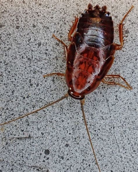 Parcoblatta Americana Western Wood Cockroach Things Of The