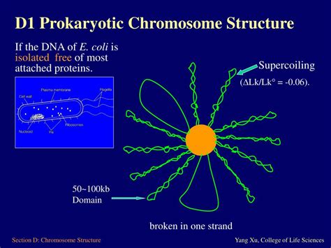 Ppt Section D Prokaryotic And Eukaryotic Chromosome Structure Powerpoint Presentation Id 4787895