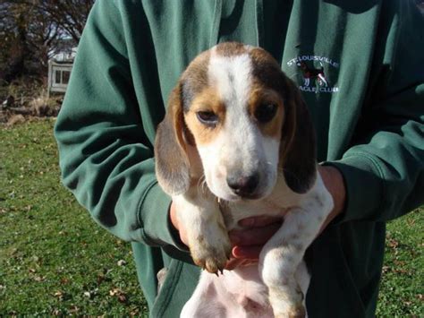 Male Beagle Puppies Columbus - Puppies for Sale Near Me