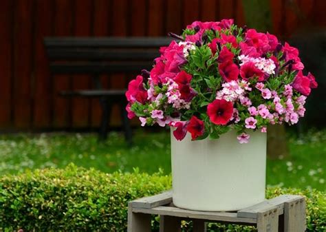 Growing Petunias in Containers | Petunia Care Tips | Balcony Garden Web