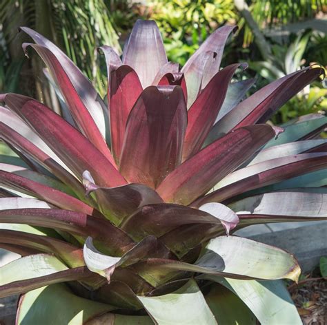 Imperial Bromeliad Alcantarea Imperialis Michael Flaugh Landscape