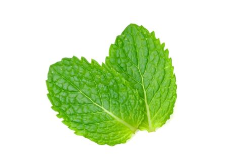 Premium Photo Fresh Mint Leaves Isolated