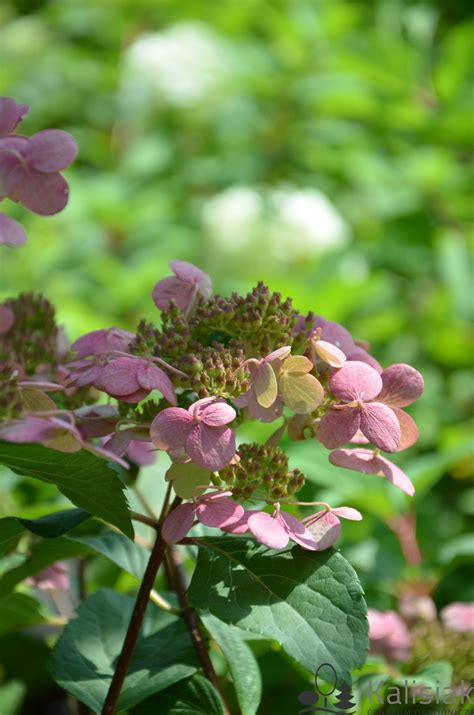 Hydrangea Paniculata Early Harry Hpopr Hortensja Bukietowa