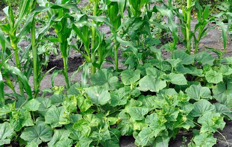 The Three Sisters Corn Beans And Squash The Old Farmers Almanac