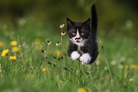 Fondos de pantalla gato Animales césped Saltando bigotes