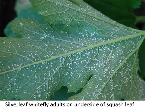 Silverleaf Whitefly Vegetable Fruit Insect Pest Management