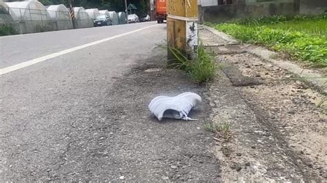 情侶車上爭吵女友怒跳車 送醫不治男友過失致死送辦 民視新聞網