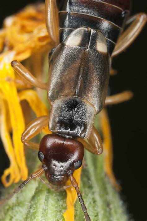 What Insect Eats the Petals Off of Echinacea & Clematis?